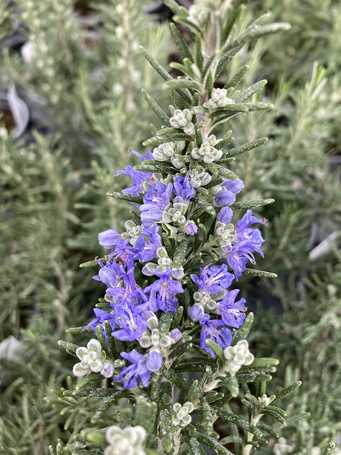 Rosemary 'Foxtail'