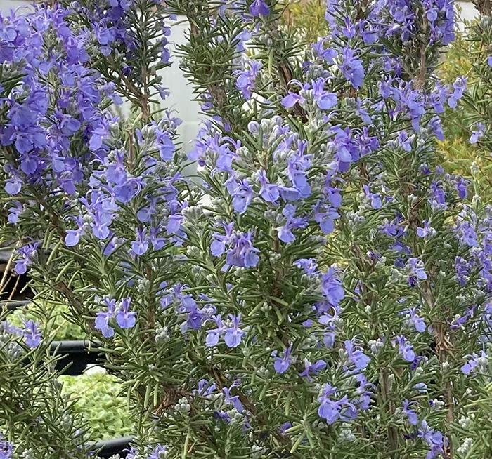 Rosemary 'Green Ginger' 1.5L Pot