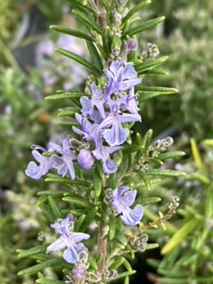 Rosemary 'Miss Jessopps Upright'