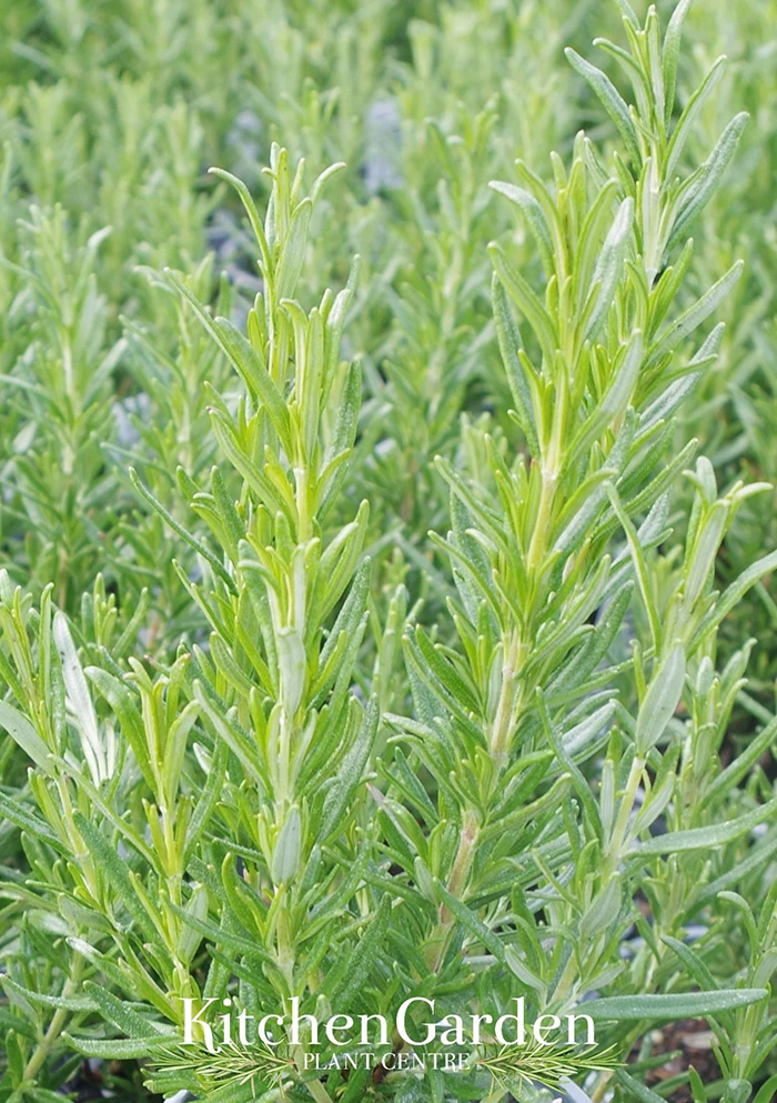 Rosemary 'Speedy'