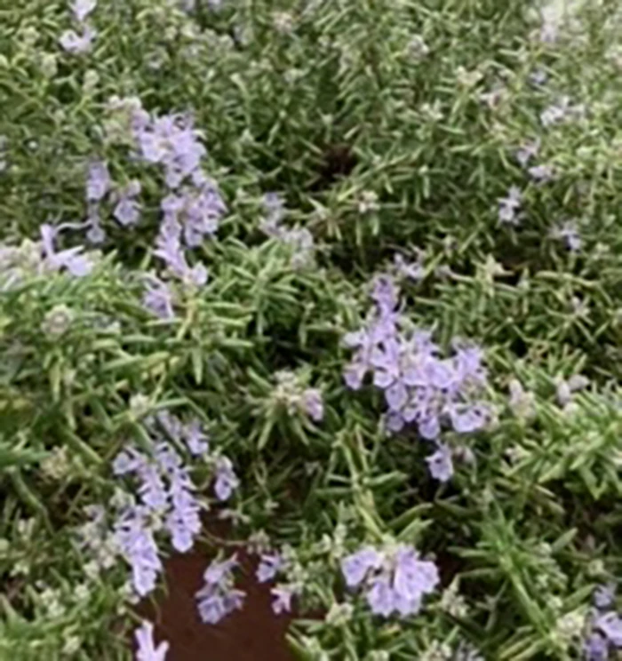 Rosemary Trailing