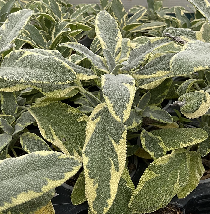 Sage 'Berggarten Variegated'