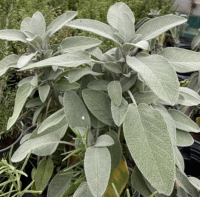 Growing Sage UK  How to Grow & Care For Sage - Herb Expert