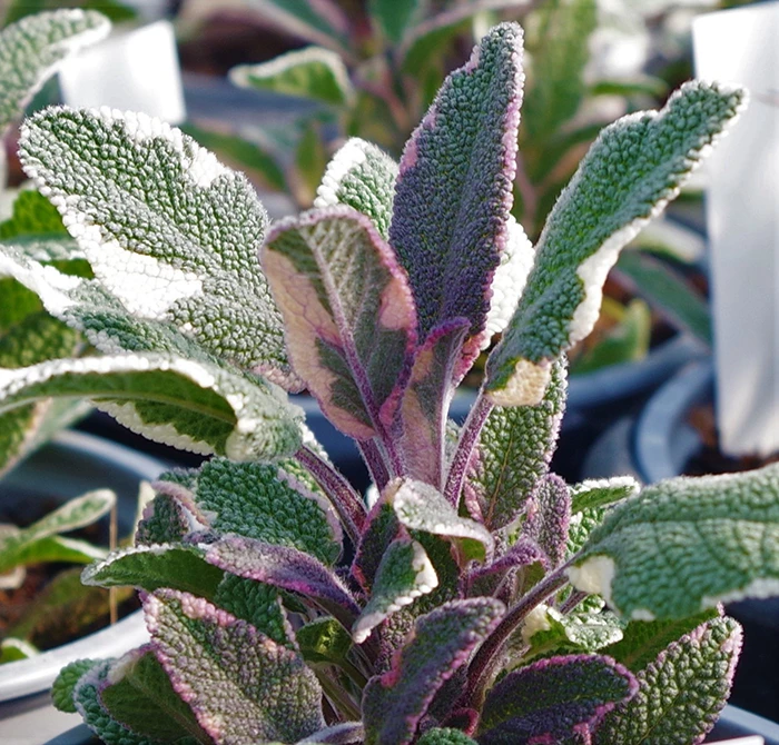 Sage Tricolor