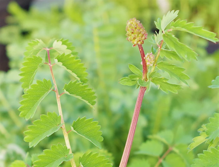 Salad Burnet