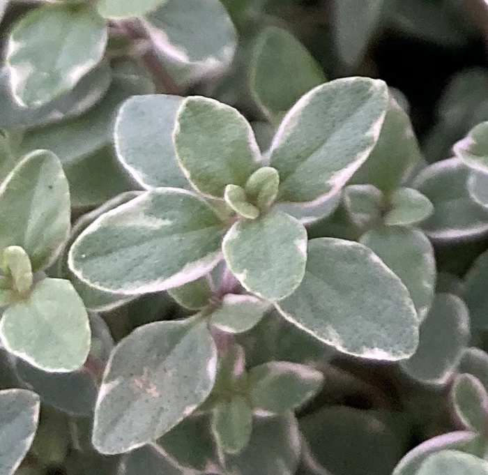 Silver King Thyme