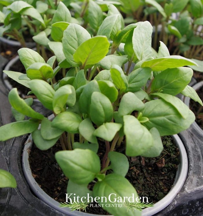 Sweet Thai Basil