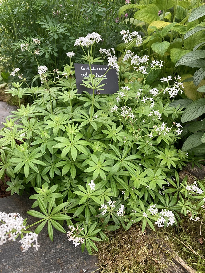 Sweet Woodruff