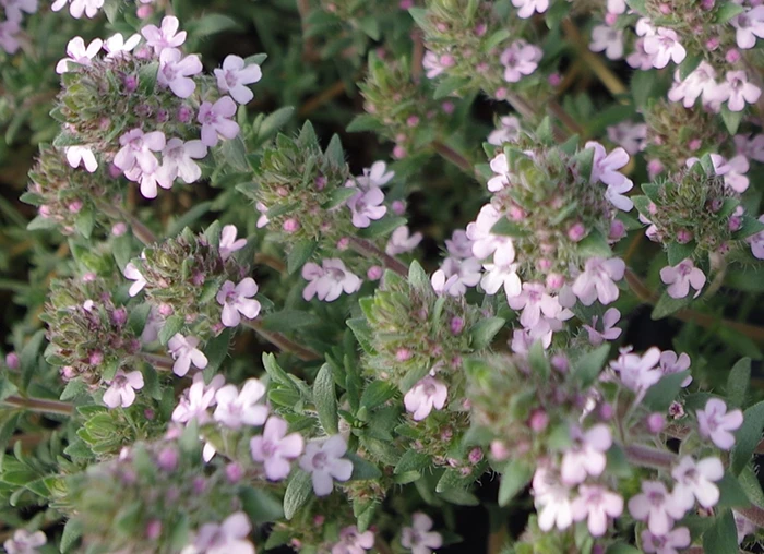 Thyme 'Peter Davis'