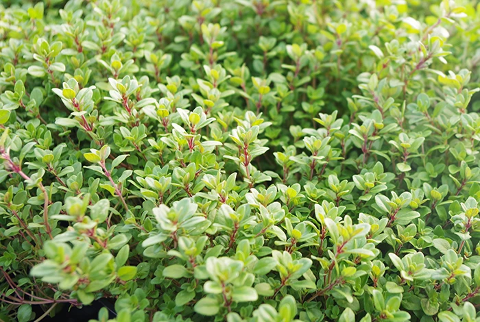 Thyme Pink Ripple