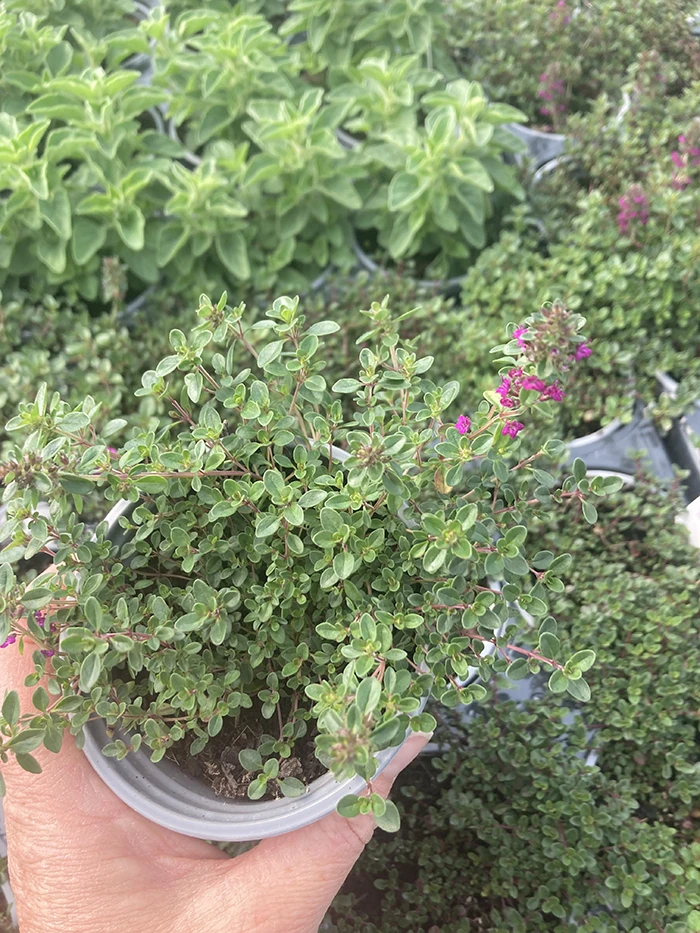 Thyme 'Ruby Glow'