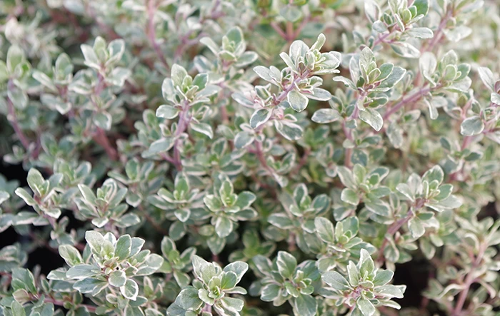 Thyme 'Silver Posie'