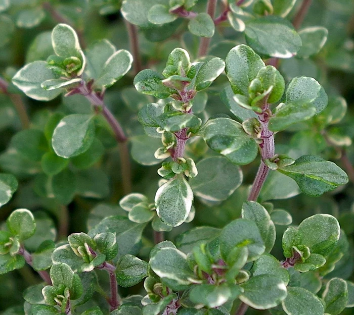 Thyme Silver Queen