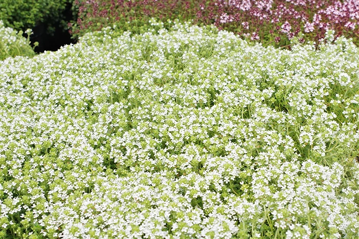 Thyme 'Snowdrift'