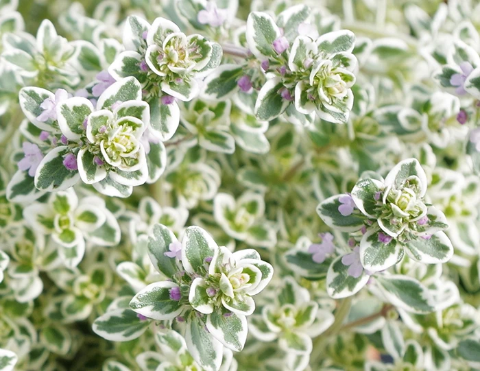 Thyme Sparkling Bright