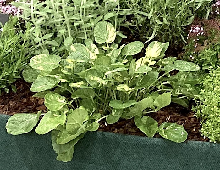 Variegated Landcress