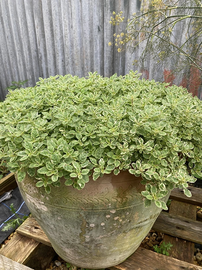 Variegated Oregano