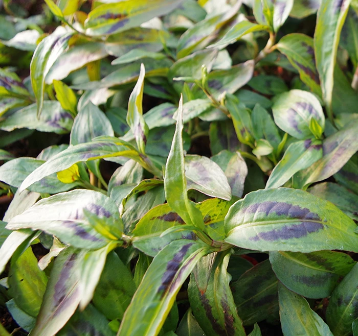 Vietnamese Coriander