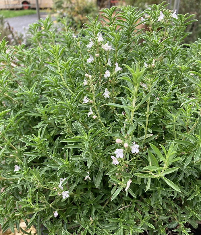 Winter Savory