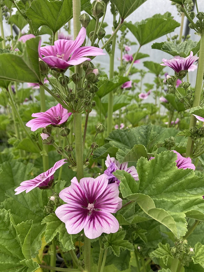 Zebra Mallow